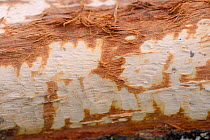 Toothmarks left by Eurasian beaver (Castor fiber) that has stripped bark from a cut tree branch within a large woodland enclosure, Devon Beaver Project, Devon Wildlife Trust, Devon, UK, April 2015.