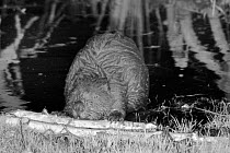 Eurasian beaver (Castor fiber) holding a branch and rolling it with its front feet and gnawing off the bark at a feeding station in the margins of a pond, in enclosure at night, Devon Beaver Project,...