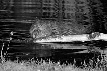 Eurasian beaver (Castor fiber) holding a branch and rolling it with its front feet and gnawing off the bark. At feeding station at the margin of pond in woodland enclosure at night. Devon Beaver Proje...