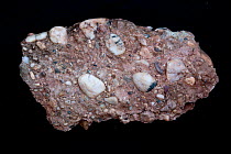 Upper old red sandstone (quartz conglomerate) from Wye Valley Gorge, Herefordshire, UK.
