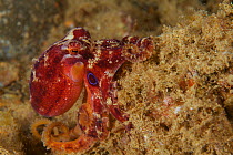 Poison ocellate octopus (Octopus mototi) Anilao, Philippines