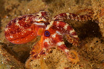Poison ocellate octopus (Octopus mototi) Anilao, Philippines