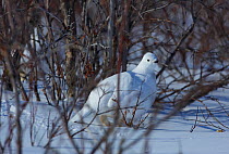 Rock ptarmigan (Lagopus muta) female in winter plumage under Willow brush, Manitoba, Canada  March.