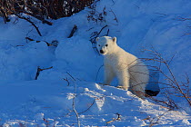 Polar bear (Ursus maritimus) cub at entrance to den, Manitoba, Canada. March.