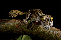 Mossy leaf-tailed gecko (Uroplatus sikorae) captive,  occurs in Madagascar.