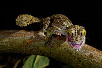 Mossy leaf-tailed gecko (Uroplatus sikorae) grooming eye, captive, occurs in Madagascar.