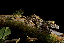 Mossy leaf-tailed gecko (Uroplatus sikorae) captive,  occurs in Madagascar.