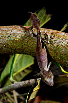 Satanic leaf-tailed gecko (Uroplatus phantasticus) captive, occurs in Madagascar.