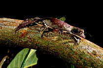 Satanic leaf-tailed gecko (Uroplatus phantasticus) captive, occurs in Madagascar.