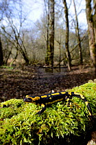 Fire salamander (Salamandra salamandra) in woodland habitat, Poitou, France. March.