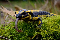 Fire salamander (Salamandra salamandra) eating a earthworm, Poitou, France. March.