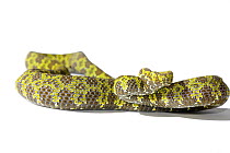 Mangshan pitviper (Trimeresurus mangshanensis) on white background. Captive, occurs in Hunan and Guandong Provinces, China. Endangered species.