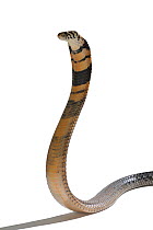Forest cobra (Naja melanoleuca) in threat display, captive, occurs in Africa.