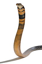 Forest cobra (Naja melanoleuca) in threat display, captive, occurs in Africa.