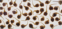 Sprouting Chickpeas (Cicer arietinum) on white background.