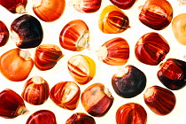 Colourful corn (Zea mays) seeds against white background.