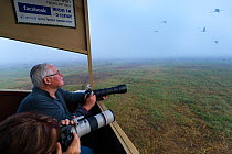 People photographing common crane (Grus grus), Hula Valley, Israel, November.