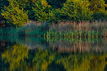 Reflections in pond, Dyrehaven, Denmark, September.