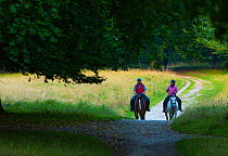 Horse riders on woodland path, Dyrehaven, Denmark, September, 2014.