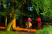 Horse riders in woodland, Dyrehaven, Denmark, September.