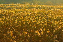 Reed bed in flower with late afternoon light, landscape, Hula Valley, Israel, November.