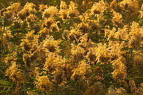 Reed bed in flower, with late afternoon light, Hula Valley, Israel, November.