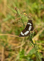 Common sailer butterfly (Neptini laeta) Arusha National Park, Tanzania.