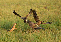 Black-backed Jackal (Canis mesomelas) trying to fight off White-backed vultures (Gyps africanus) whilst scavenging Cape buffalo carcass hidden in the grass. Tarangire National Park, Tanzania