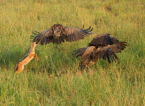 Black-backed Jackal (Canis mesomelas) fighting White-backed vultures (Gyps africanus) whilst scavenging Cape buffalo carcass hidden in the grass. Tarangire National Park, Tanzania