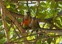 African orange-bellied parrot pair (Poicephalus rufiventris rufiventris) with the male on the left. Tarangire National Park, Tanzania.