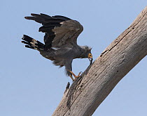 African Harrier-hawk (Polyboroides typus typus) breaking into a Lilac-breasted roller nest. Serengeti, Tanzania.