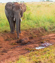 African elephant (Loxodonta africana) mother standing grieving over stillborn baby.  Tarangire National Park, Tanzania.