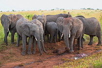 African elephants (Loxodonta africana) around mother as grieving for stillborn calf laying in the roadway. Tarangire National Park, Tanzania
