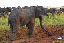 African elephant (Loxodonta africana) mother standing guard over her stillborn calf. Tarangire National Park, Tanzania.