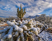 View east from Catalina State Park, Saguaro cacti, (Carnegiea gigantea) and Cholla (Cylindropuntia) in snow, with Santa Catalina Mountains, Sonoran Desert, Arizona, USA. January 2015.