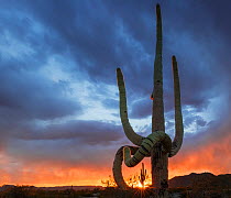 Saguaro cactus (Carnegiea gigantea) at sunset, with drooping frost damaged limbs, South Maricopa Mountains Wilderness, Sonoran Desert National Monument, Arizona, USA, March.