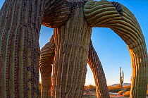 Saguaro cactus (Carnegiea gigantea) with frost damaged limbs, in the South Maricopa Mountains Wilderness, Sonoran Desert National Monument, Arizona, USA, March.
