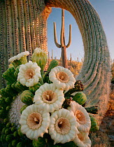 Saguaro Cactus (Carnegiea gigantea) with flower cluster emerging from the tip of its limb, Saguaro National Park, Arizona, USA.
