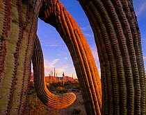 Saguaro cactus (Carnegiea gigantea) with twisted arms at sunset, with Ajo Mountains in the background, Arizona, USA.