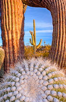 Frost damaged Saguaro cactus (Carnegiea gigantea) in the South Maricopa Mountains Wilderness, Arizona, USA. January.