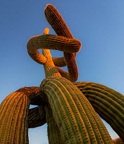 Low angle view of Saguaro cactus (Carnegiea gigantea) with twisted lowered arms drooping to the ground, a result of frost damage. Honey Bee Canyon, Oro Valley, Arizona, USA. February.