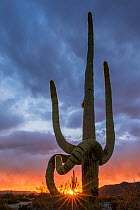 Frost damaged Saguaro cactus (Carnegiea gigantea)  with sunset light shining through limbs. South Maricopa Mountains Wilderness, Arizona, USA, March 2015.