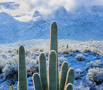View east from Catalina State Park, with snow covered Saguaro cacti (Carnegiea gigantea) with Cholla (Cylindropuntia) with Santa Catalina Mountains in the background. Arizona, USA, January 2015.