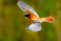 Redstart (Phoenicurus phoenicurus) male flying to nest with prey, France