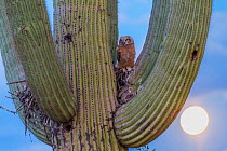 Great horned owl (Bubo virginianus) chick nesting in Saguaro cactus (Carnegiea gigantea), Santa Catalina Mountains, Arizona, USA, May.