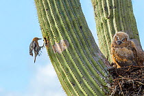 Great horned owl (Bubo virginianus) chick nesting in Saguaro cactus (Carnegiea gigantea) and Gila woodpecker (Melanerpes uropygialis) landing at nest hole, Santa Catalina Mountains, Arizona, USA, May.