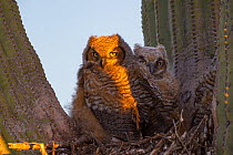 Great horned owl (Bubo virginianus) chicks in nest  in Saguaro cactus (Carnegiea gigantea), near Oracle, Sonoran Desert, Arizona, USA, May.