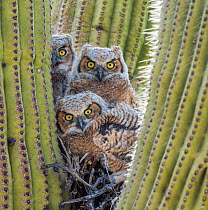 Great horned owl (Bubo virginianus) chicks nesting in saguaro cactus (Carnegiea gigantea), near Oracle, Sonoran Desert, Arizona, USA, May.