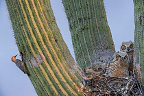 Great horned owl (Bubo virginianus) chicks nesting in Saguaro cactus (Carnegiea gigantea) and Gila woodpecker (Melanerpes uropygialis) at nest hole, Santa Catalina Mountains, Arizona, USA, May.