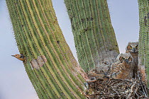 Great horned owl (Bubo virginianus) chicks nesting in Saguaro cactus (Carnegiea gigantea) and Gila woodpecker (Melanerpes uropygialis) at nest hole, Santa Catalina Mountains, Arizona, USA, May.